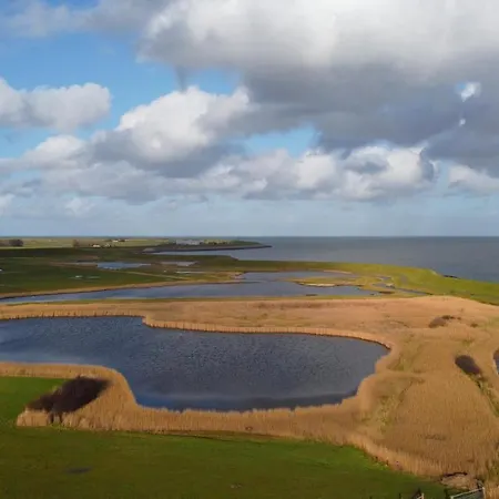 Wulp Oosterend (Texel)